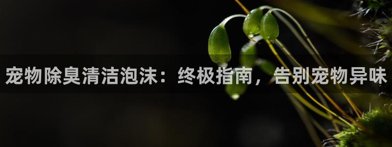 AG尊龙登陆网址：宠物除臭清洁泡沫：终极指南，告别宠物异